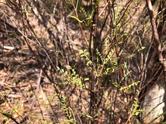 Indigofera brevidens