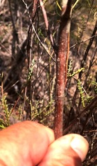 Indigofera brevidens