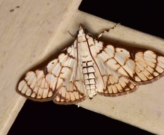 Aphytoceros lucusalis