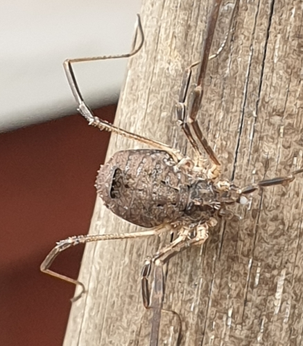 Faucheur hispide