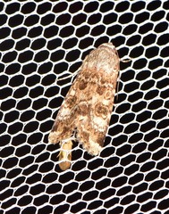 Heliothis punctifera