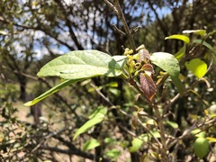 Mallotus claoxyloides