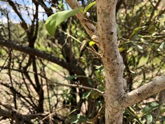Mallotus claoxyloides