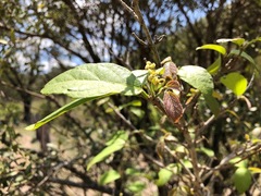 Mallotus claoxyloides