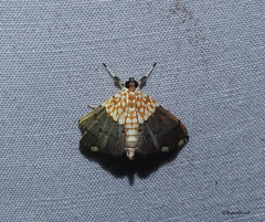 Agrotera basinotata