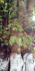 Ficus religiosa