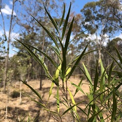 Melaleuca formosa