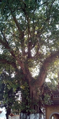 Ficus religiosa