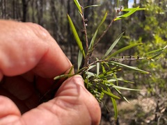 Melaleuca formosa
