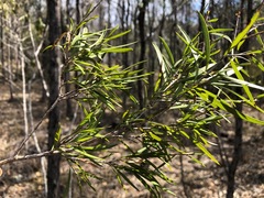 Melaleuca formosa
