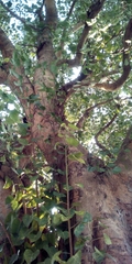 Ficus religiosa