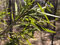 Melaleuca formosa