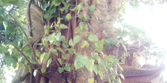 Ficus religiosa