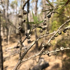 Melaleuca formosa