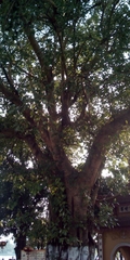 Ficus religiosa