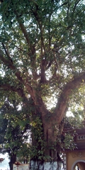 Ficus religiosa