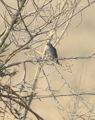 Zonotrichia leucophrys