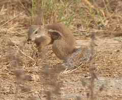 Euxerus erythropus