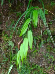 Dioscoreaceae