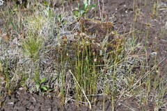 Juncus castaneus leucochlamys