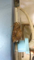 Lepidoptera
