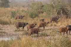 Syncerus caffer brachyceros