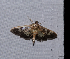 Uresiphita quinquigera