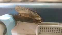 Lepidoptera