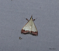 Odontiinae