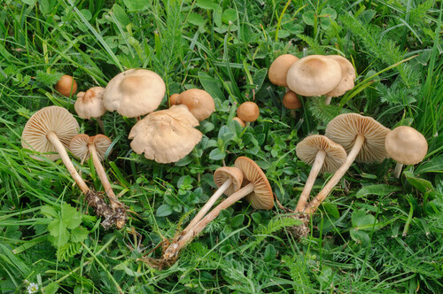 Gambesecche