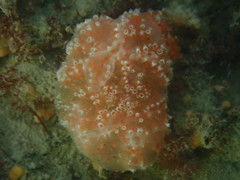 Aplidium elegans