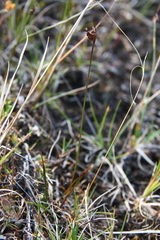 Juncus longirostris