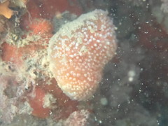 Aplidium elegans