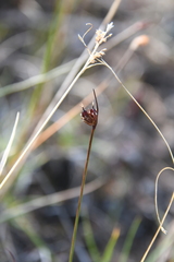 Juncus longirostris