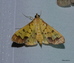 Meroctena tullalis