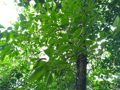 Ehretia longiflora