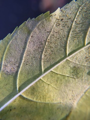 Phyllactinia fraxini
