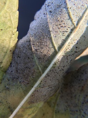 Phyllactinia fraxini
