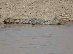 Crocodylus suchus