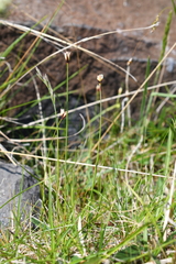 Juncus triglumis
