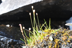 Juncus triglumis