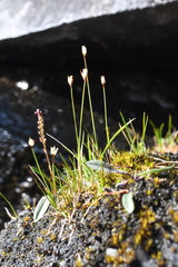 Juncus triglumis