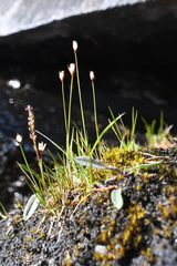 Juncus triglumis