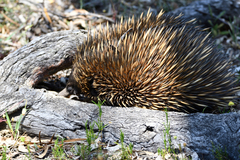 Tachyglossus aculeatus acanthion