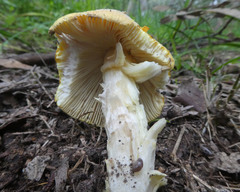 Amanita xanthocephala