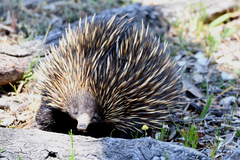 Tachyglossus aculeatus acanthion