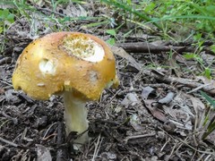 Amanita xanthocephala