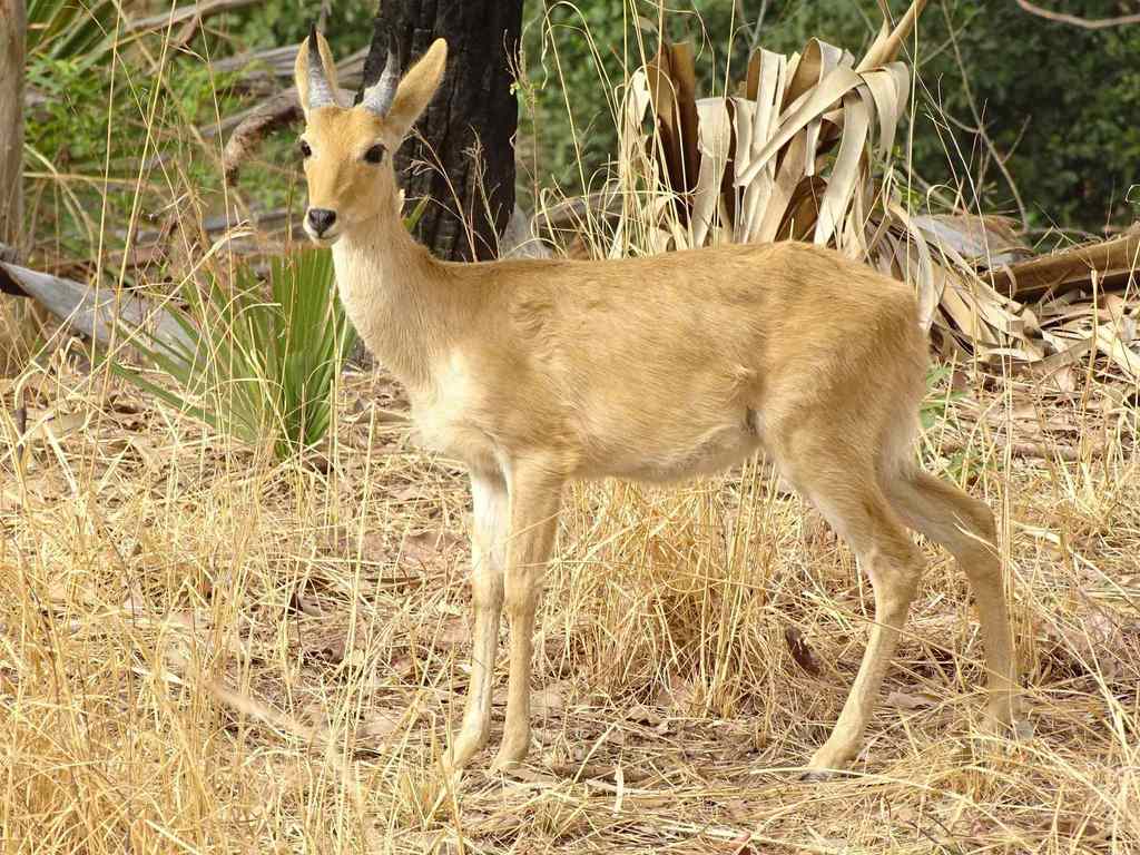 Redunca redunca, Tapoa, Est, Burkina Faso, by oebenin