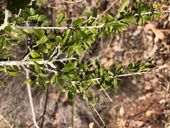 Pittosporum viscidum
