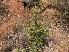Pittosporum viscidum